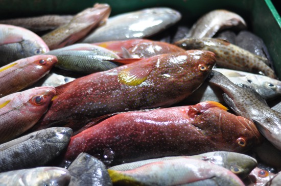 Fish anyone?