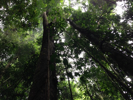 Trees and stuff.