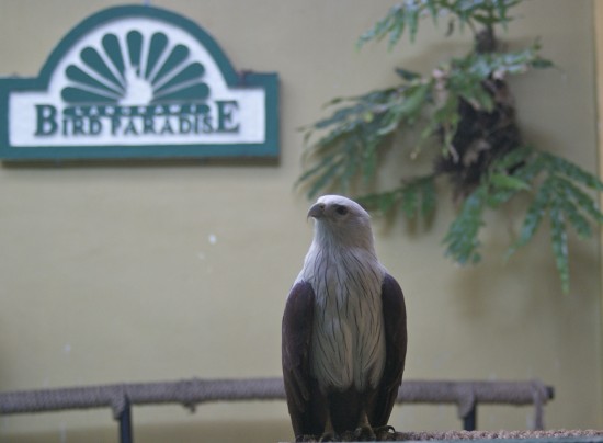 Langkawi's regal Brahminy Kite sits quietly.