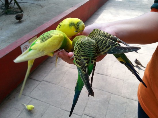 Plenty of love from the Love Birds.