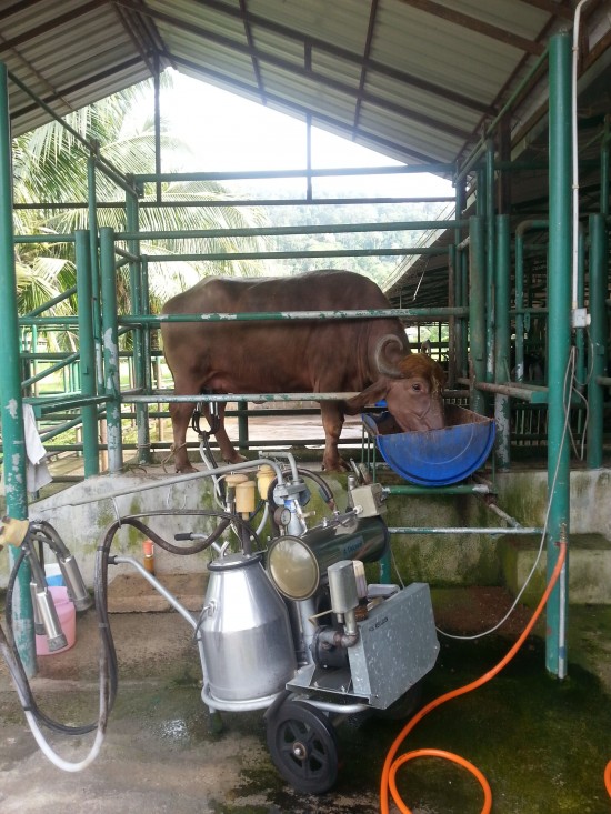 Only one Buffalo is milked at a time.
