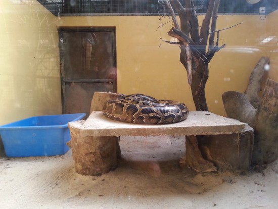 Choices can be slim for large snakes.