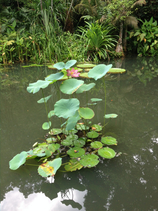 Meditate on the simplicity of natural beauty.