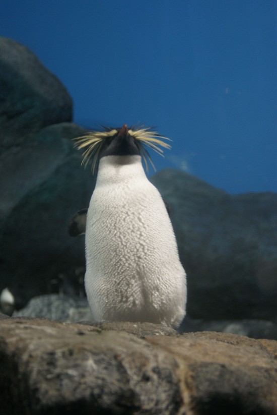 Meet the penguin of the hour!