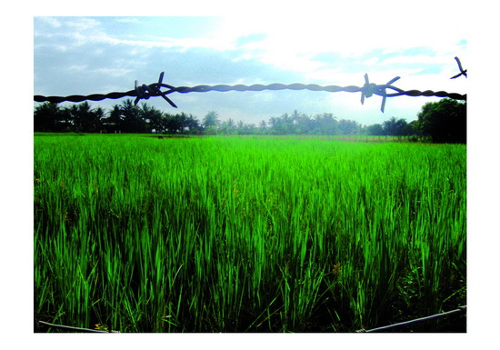 From an earlier series by Vong Pech, the rice paddies behind Anjali House