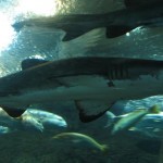 The safest way to meet a shark.
