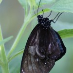 Make new friends at Changi Airport's butterfly garden.