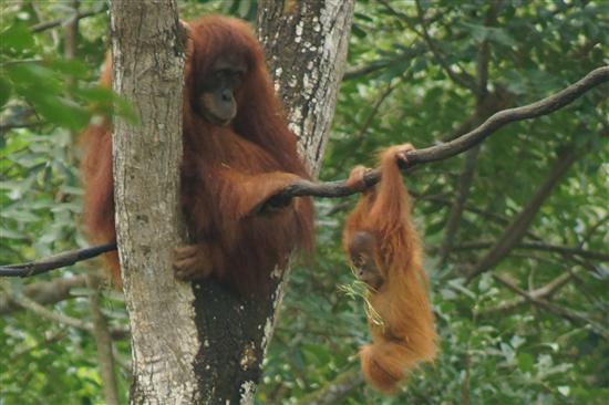 Hanging out at the Singapore Zoo.