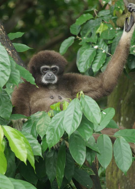 A very serious looking white-handed gibbon.