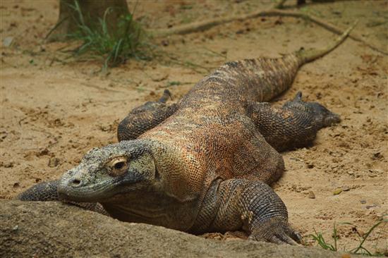 This Komodo Dragon is probably wondering what you taste like.