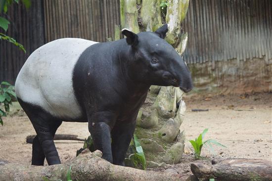 What's black and white and Malayan all over?