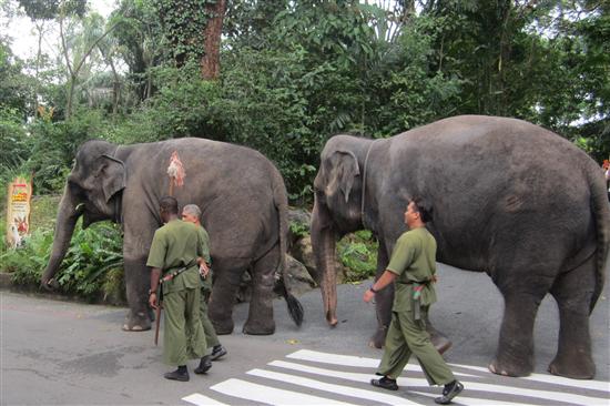 It's bath time for these Asian elephants.