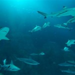 Got sharks?