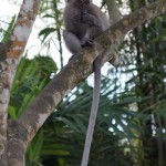 A long-tailed macaque showing off its namesake feature.