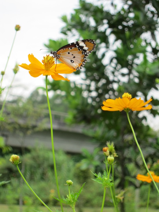You'll find many flora and fauna at this park - which is just minutes from train tracks and housing estates.