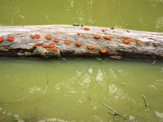 Here, both turtle and fungi can be found atop a 'snag', or dead tree trunk