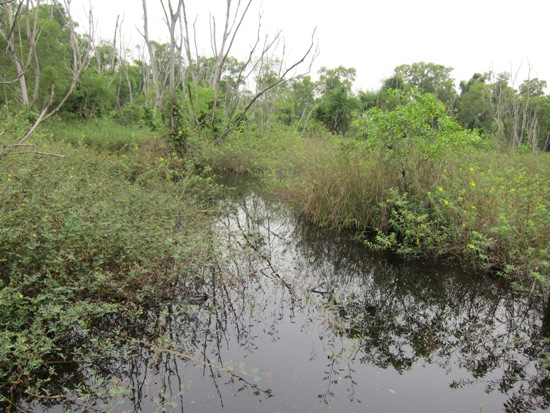 It's hard to believe it, but a coffeeshop is just a short walk from this swamp.