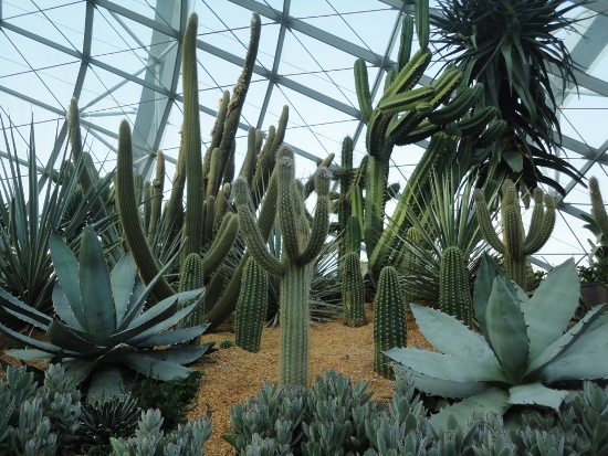 The Flower Dome features cacti from dry climates. The Flower Dome features cacti from dry climates.