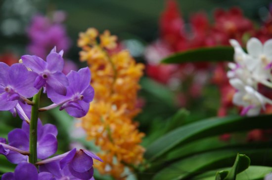 Dancing colours.