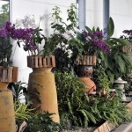 Who needs an orchid farm when you have CNX?