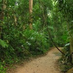 Into the jungle.
