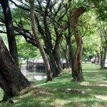 Pleasant leafy stretch of moat!