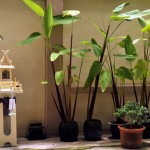 A few token plants...