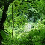 Pristine jungle in Khao Yai National Park