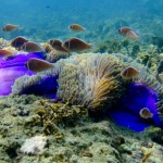 Finding Nemo
