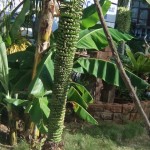 Now THAT'S a bunch of bananas!