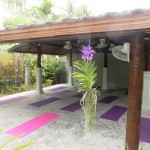 Peaceful purple