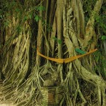 Seriously, there's a temple in there.