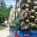 Getting into a little monkey business will see you carted off to jail.