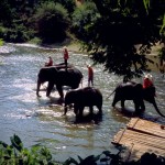 Elephants and mahouts near Chiang Mai