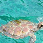 One photogenic turtle.