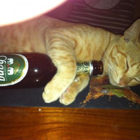 orange the cat