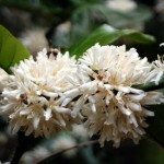Sweet smelling coffee flowers