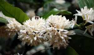 Sweet smelling coffee flowers