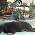 Why did the chicken cross the road? To pester the dog of course.