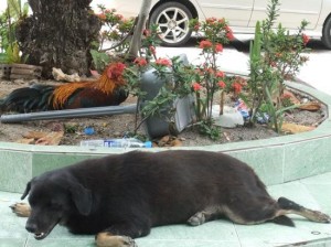 Why did the chicken cross the road? To pester the dog of course.
