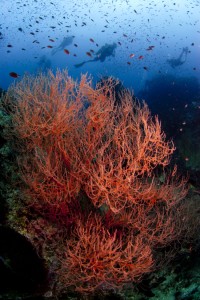 Chumphon Pinnacle