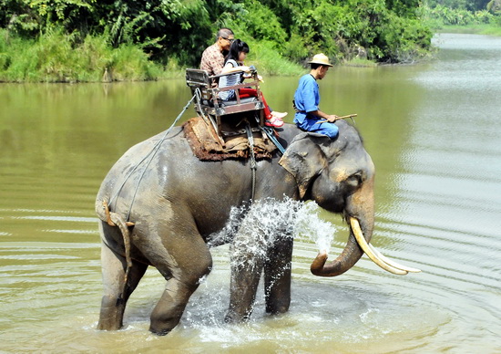 Another use for elephant poo