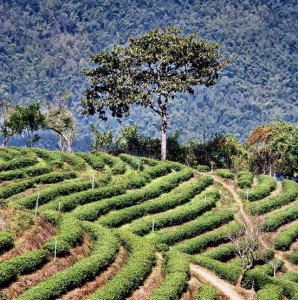 Plantation near Mae Salong - coffee tea are generally cultivated in the same areas