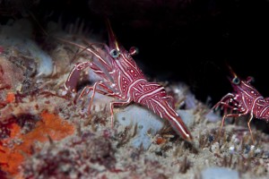 Find some cool critters.