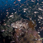 Malabar Grouper