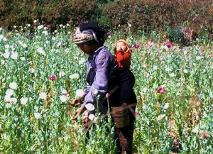 Akha hill-tribe woman with opium poppies