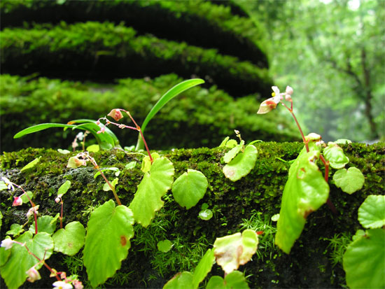 Plenty of moss at Namtok Phlio.