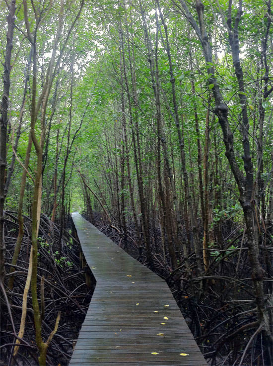 Wander the mangroves.
