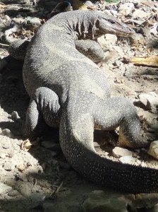One of Coral's well-fed monitor lizards.