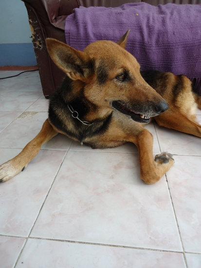 Deco, a clinic resident.